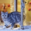 028025 Britisch Kurzhaar Katze am verschneiten Fenster