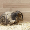 029551 Meerschweinchen