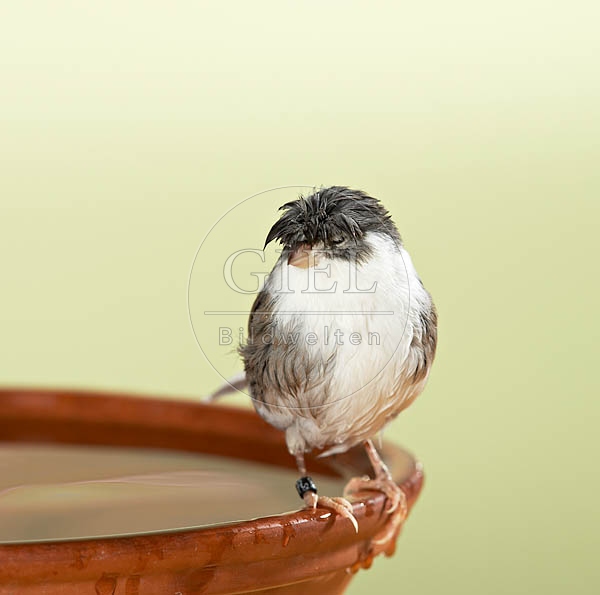 036451 Kanarienvogel