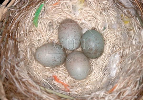 036873 Kanarienvogelnest