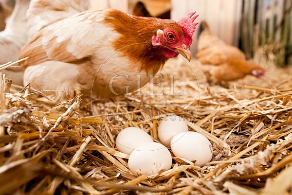057045 Huehnereier im Stroh, Serama Zwerghuhn