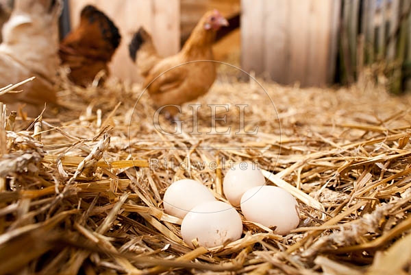 057047 Huehnereier im Stroh, Bantam Zwerghuhn