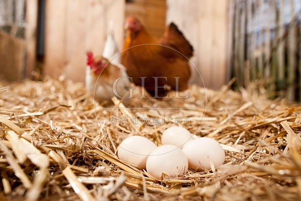 057048 Huehnereier im Stroh, Serama Zwerghuhn