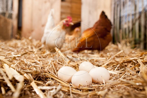 057049 Huehnereier im Stroh, Serama Zwerghuhn
