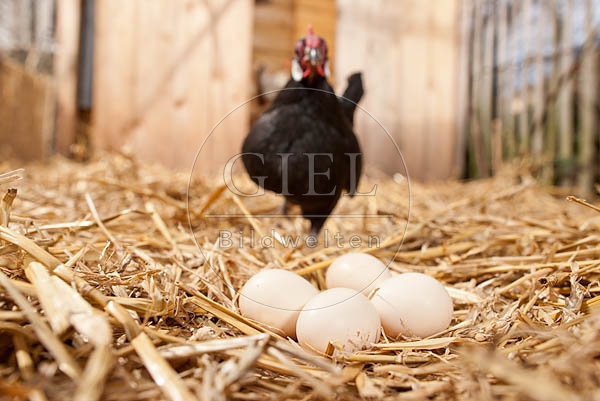 057050 Huehnereier im Stroh, Bantam Zwerghuhn