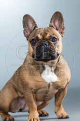 060273 Franzoesische Bulldogge