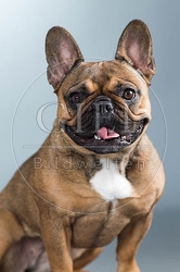 060274 Franzoesische Bulldogge