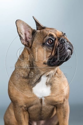 060275 Franzoesische Bulldogge