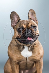 060276 Franzoesische Bulldogge