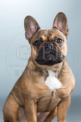060277 Franzoesische Bulldogge