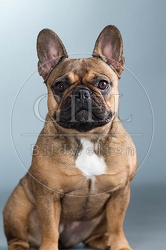 060278 Franzoesische Bulldogge