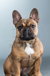 060279 Franzoesische Bulldogge