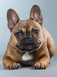 060283 Franzoesische Bulldogge