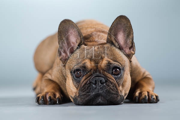 060284 Franzoesische Bulldogge