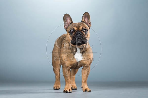 060285 Franzoesische Bulldogge