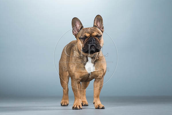 060286 Franzoesische Bulldogge