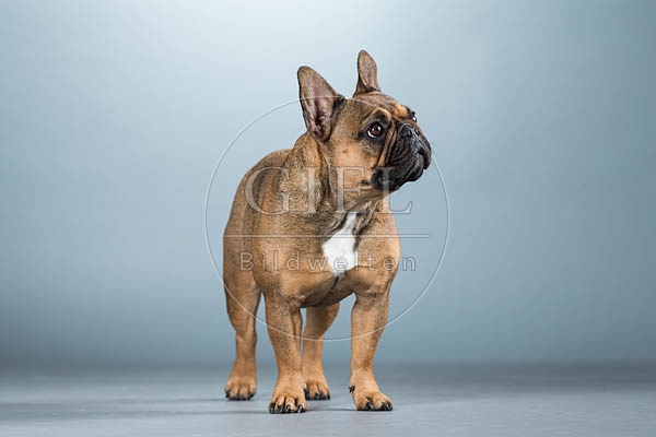 060287 Franzoesische Bulldogge