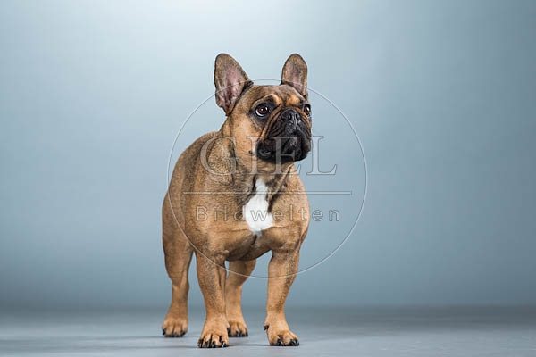 060288 Franzoesische Bulldogge