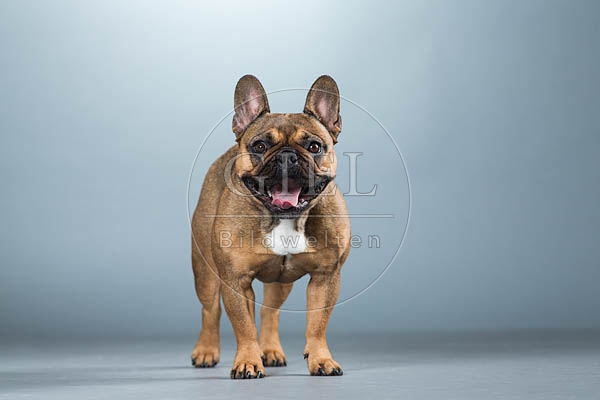 060290 Franzoesische Bulldogge