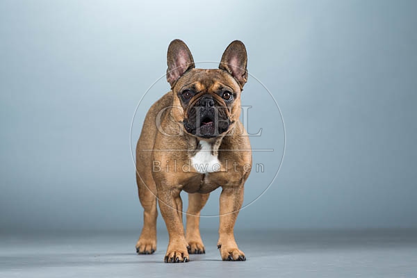 060291 Franzoesische Bulldogge