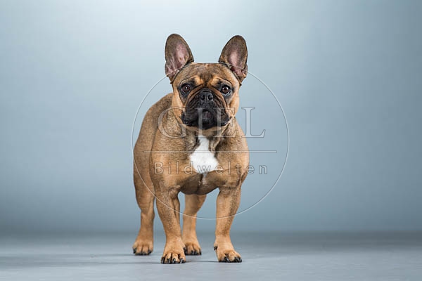 060292 Franzoesische Bulldogge