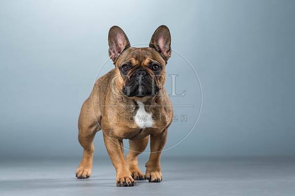 060293 Franzoesische Bulldogge