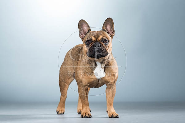 060294 Franzoesische Bulldogge