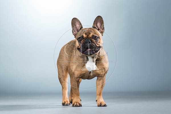 060295 Franzoesische Bulldogge