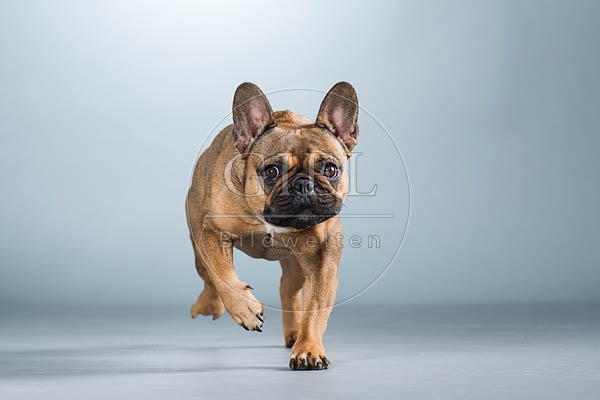 060296 Franzoesische Bulldogge