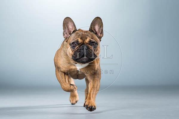 060297 Franzoesische Bulldogge