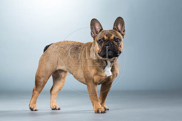 060298 Franzoesische Bulldogge