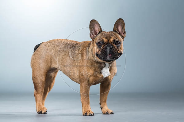 060299 Franzoesische Bulldogge