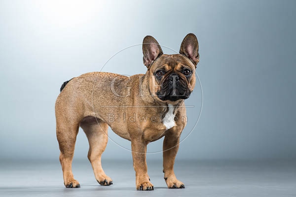 060300 Franzoesische Bulldogge