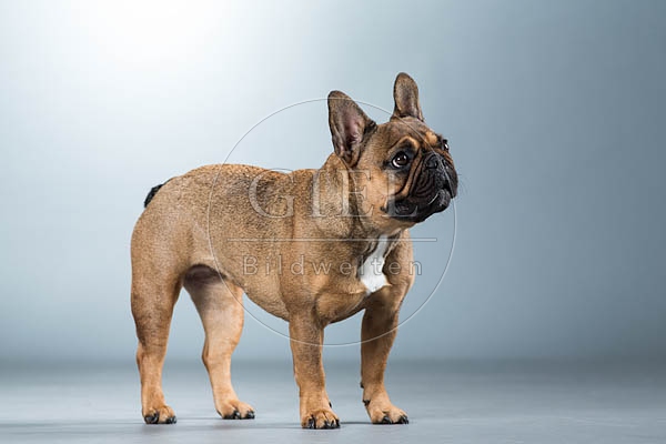 060301 Franzoesische Bulldogge