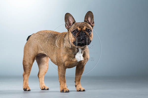 060303 Franzoesische Bulldogge