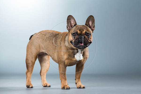 060304 Franzoesische Bulldogge