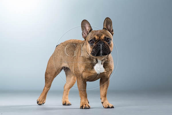 060305 Franzoesische Bulldogge