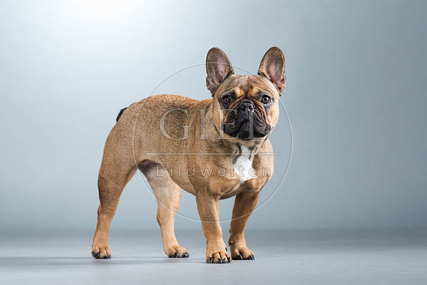 060306 Franzoesische Bulldogge