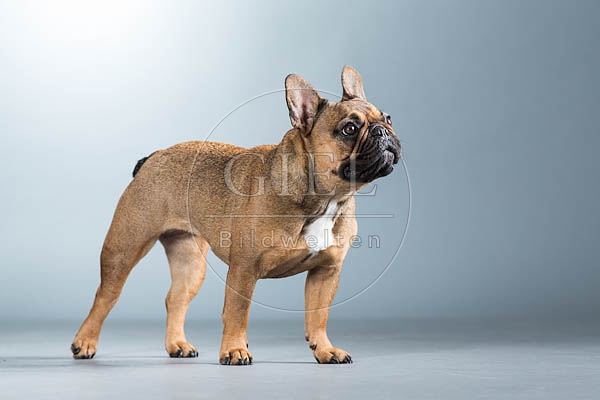 060307 Franzoesische Bulldogge