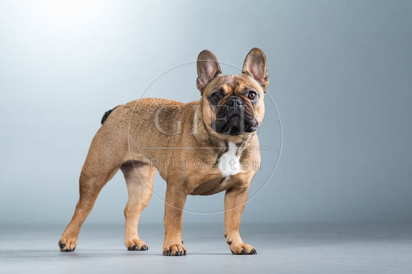 060308 Franzoesische Bulldogge