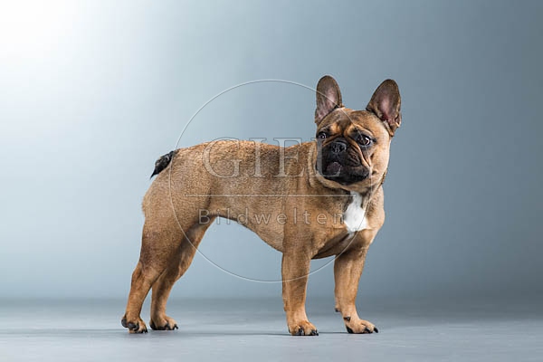 060309 Franzoesische Bulldogge