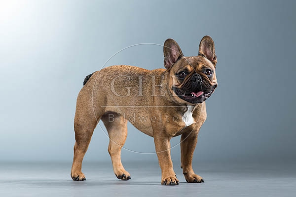 060311 Franzoesische Bulldogge