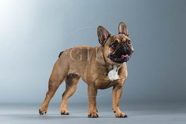 060312 Franzoesische Bulldogge