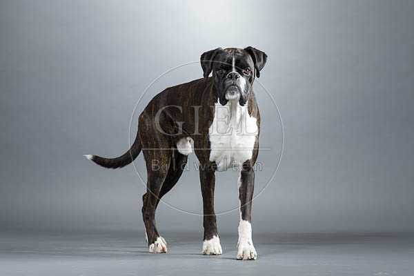 061535 Deutscher Boxer