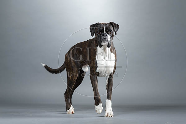 061536 Deutscher Boxer