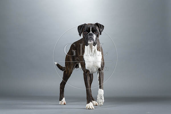 061537 Deutscher Boxer