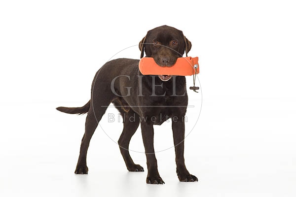 061538 Labrador Retriever