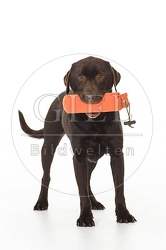 061540 Labrador Retriever