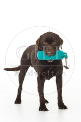 061541 Labrador Retriever