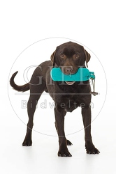 061542 Labrador Retriever